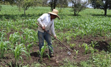 Mancha urbana se come a los agricultores: regidor