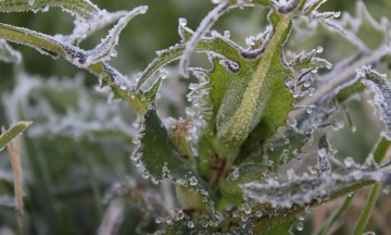 Dañan heladas más de 33 mil hectáreas de cultivos