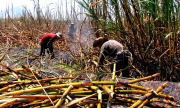 Cambian obreros zafra por albañilería