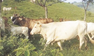 Continúa el robo de ganado en la Sierra Nororiental