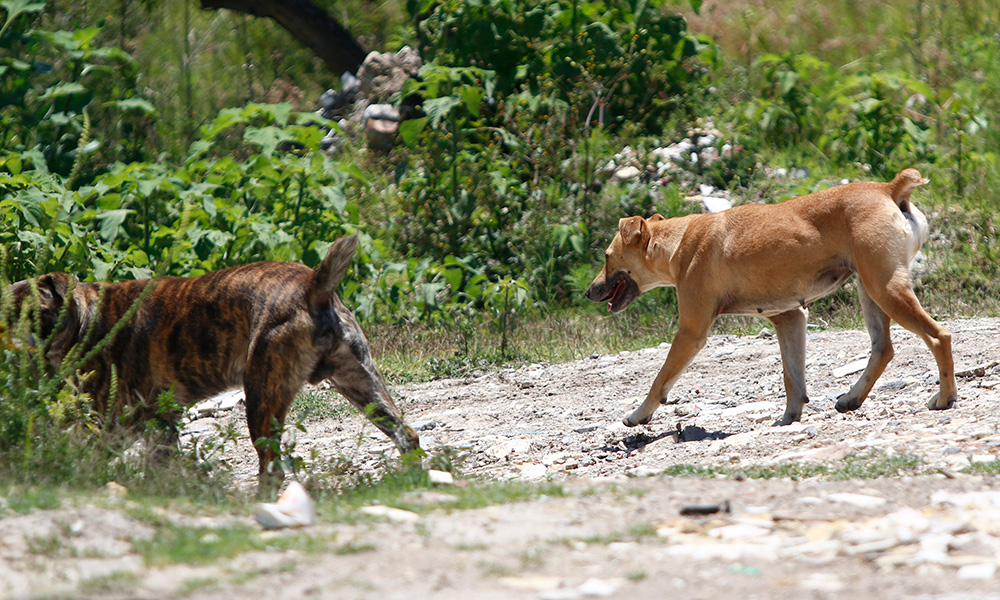 Resurge envenenamiento de perros en Tehuacán