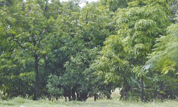 Alistan productores la venta de mango en la Mixteca