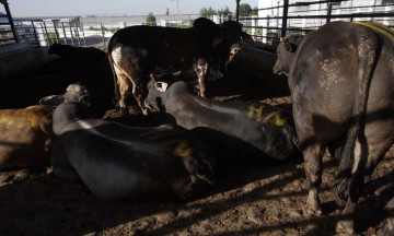 Libre de clembuterol, el rastro de San Martín Texmelucan 