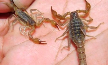 Alertan por piquetes de alacrán en Acatlán
