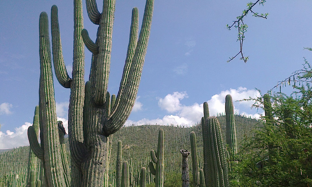 Pondrán brazalete a visitas de la biosfera de Tehuacán
