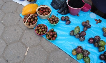 Alcanza pitaya los 100 pesos en Acatlán 