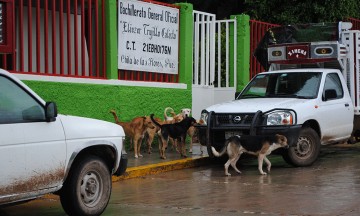 Piden apoyo para refugio animal