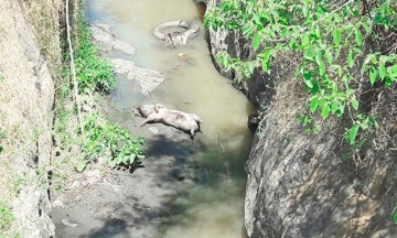Botan en barranca de Atlixco basura y hasta animales muertos