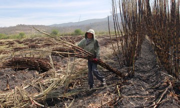 Falta de mano de obra atrasa zafra en Atencingo 