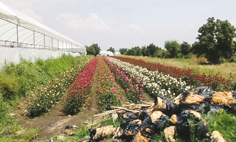 Granizada afecta 7 hectáreas de rosas en Chiautzingo