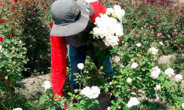 Esperan 100 mdp por ventas en flores