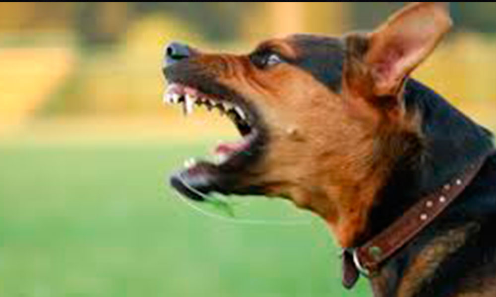 Reportan cuatro agresiones diarias de perros