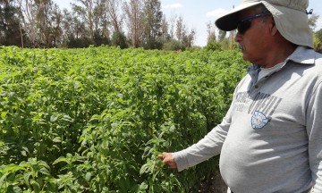 Mantiene cultivo de chía proceso tradicional