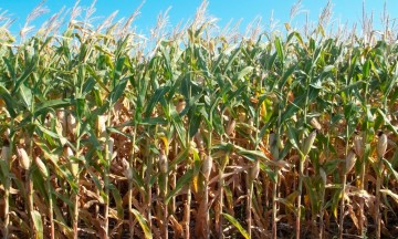 Aumenta en Tehuacán cultivo de maíz hibrido