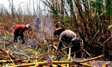 Deja fin de zafra a miles desempleados