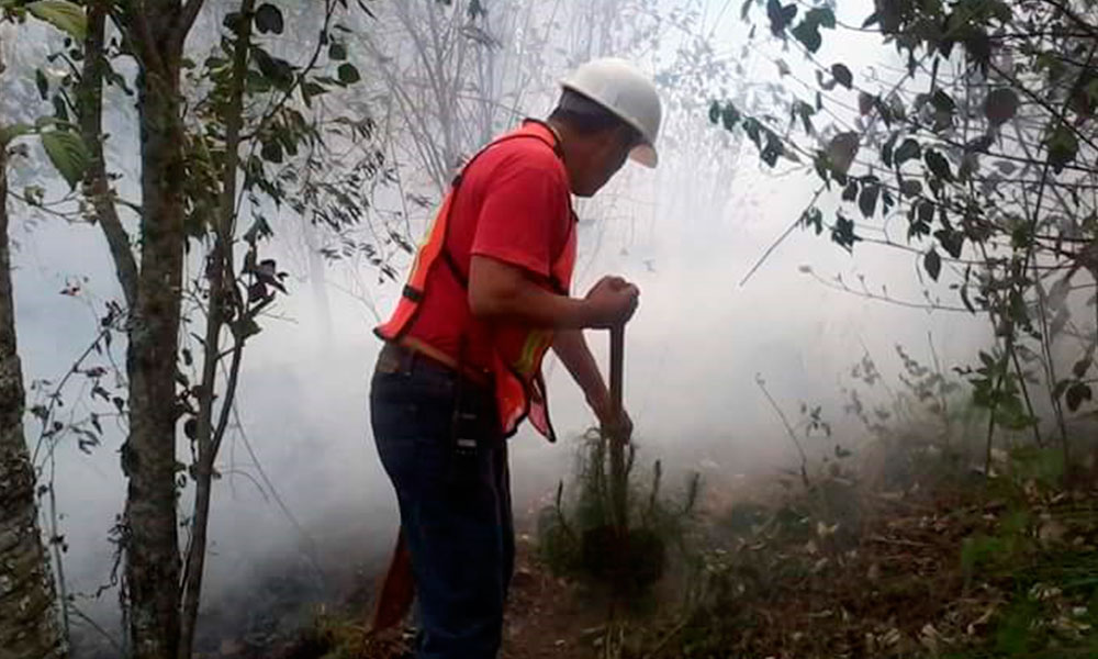 Preparan labores de reforestación tras incendio