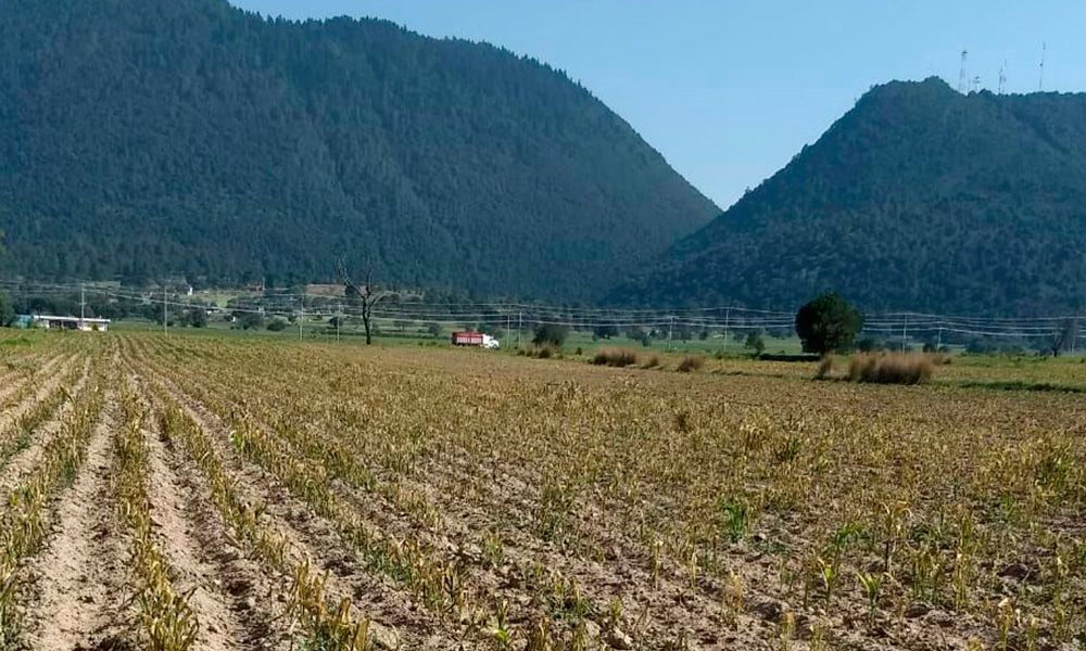 Queman heladas 90 hectáreas de cultivos en Nopalucan 