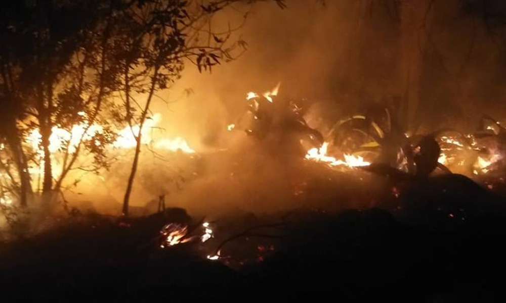 Devasta fuego 80 hectáreas en la Sierra Norte