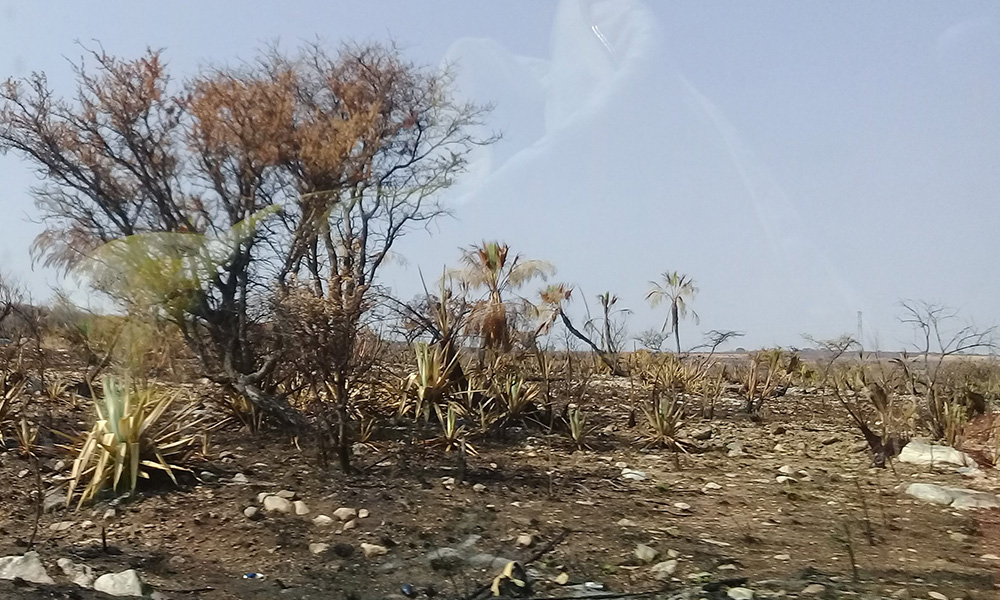 Reforestan zonas incendiadas en Acatlán