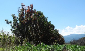 Dañó granizo 200 hectáreas de árboles frutales