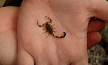 Alerta por picaduras de alacrán en zona de Tehuacán