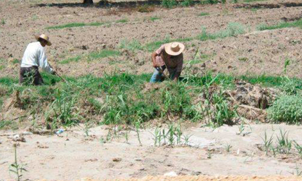 En riesgo, mil 200 hectáreas de cultivo por sequía 
