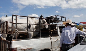 Preocupa muerte de ganado en Xayacatlán