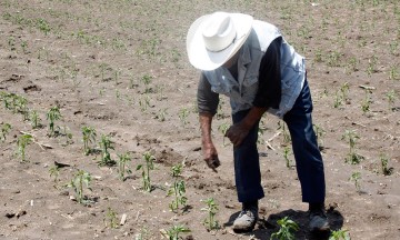 Amenaza canícula 200 hectáreas de cultivos 