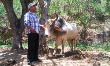 Mata rabia más de 130 cabezas de ganado