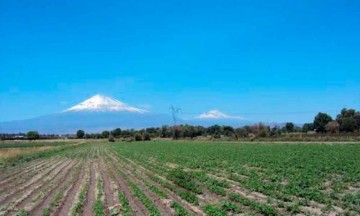 Merma sequia cultivos de temporal en Atlixco 