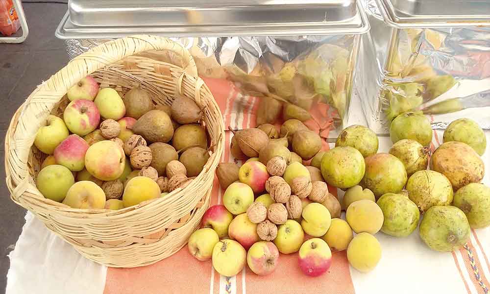 Manzana panochera, a punto de desaparecer