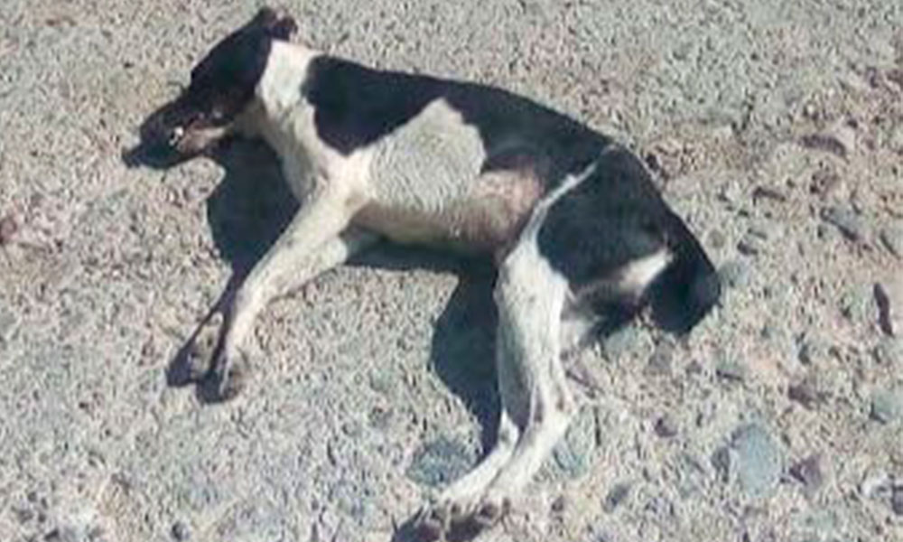 Refugio Huellitas lamenta el envenenamiento de perros