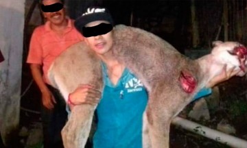 Exhiben a cazadores de puma 