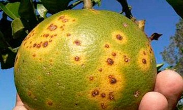 Amenaza plaga devastar huertas de cítricos en la Sierra