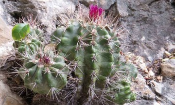 Identifican una nueva especie de cactácea en la Biosfera