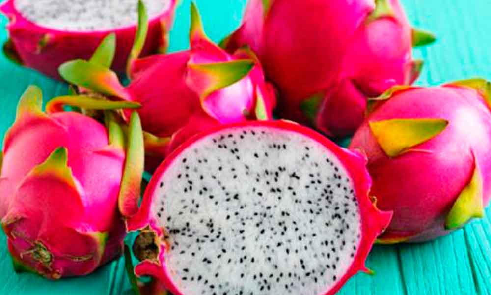 Realizan tercera feria de la Pitahaya