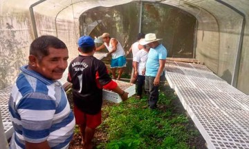 Buscan rescatar el cultivo de chiltepín