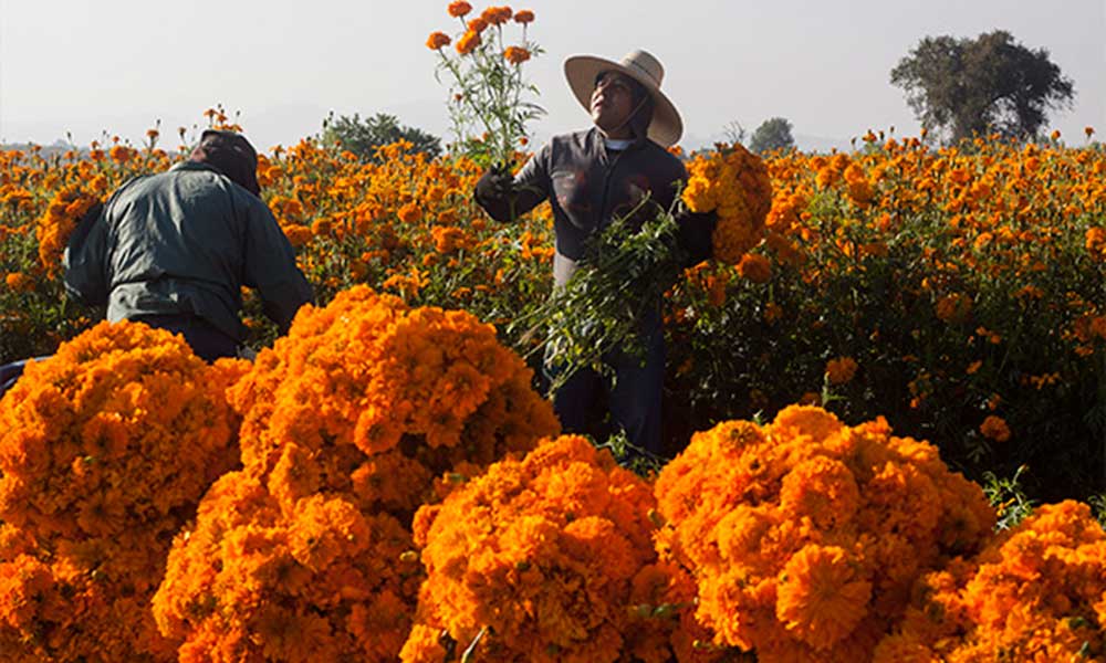 Preparan venta de flores de temporada en Puebla