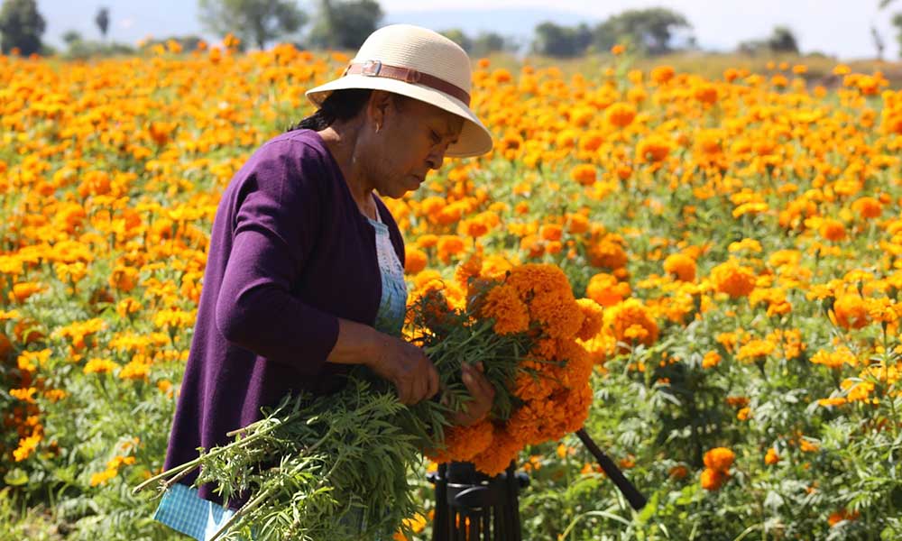  Inician corte de flor de muerto en Atlixco