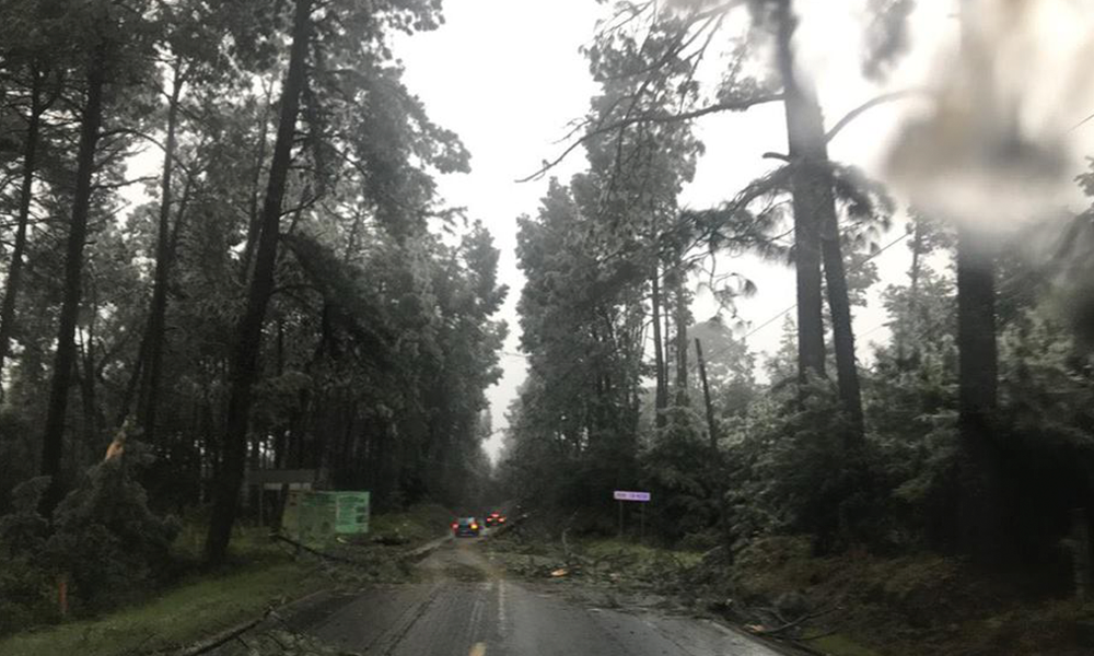 Bloquean árboles caídos carreteras de Zacatlán