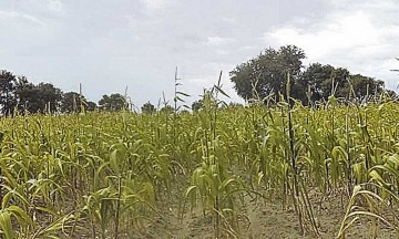 Defraudan falsos empleados de Sagarpa a productores del campo