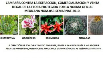 En riesgo, 5 especies de la Reserva de la Biosfera por comercialización ilegal