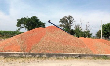 Inicia la cosecha del sorgo en la región de Izúcar