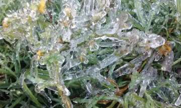 Queman heladas 300 hectáreas de cilantro, lechuga, zanahoria, avena...