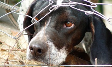 Buscan castigar maltrato animal en Acatlán