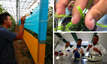 Crean trampa adherente contra insectos plaga en cultivos