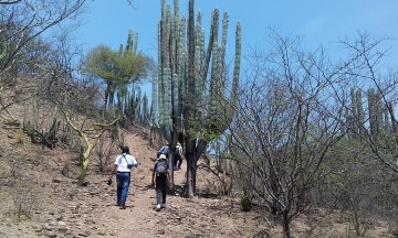 Detienen a saqueador de plantas endémicas en la Reserva de la Biosfera