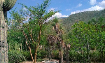 Realizarán Jornada de Saneamiento en la Reserva Tehuacán Cuicatlán