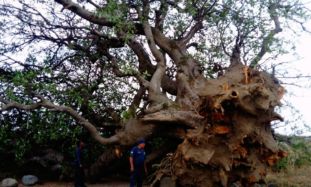 Revisan árboles y espectaculares en Texmelucan para evitar caídas