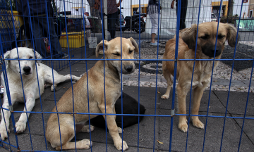 Anuncian programa de adopción en San Andrés